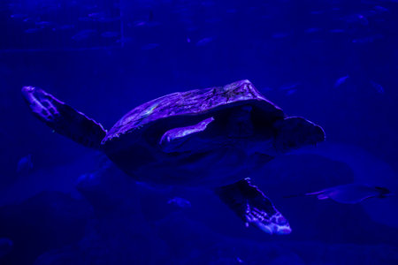 Seville, Spain - August 13, 2022 Modern aquarium of Seville with a wide variety of marine species, touch tanks and a bull shark tunnel, Aquatic life from all the Oceans of the world are found thereの写真素材