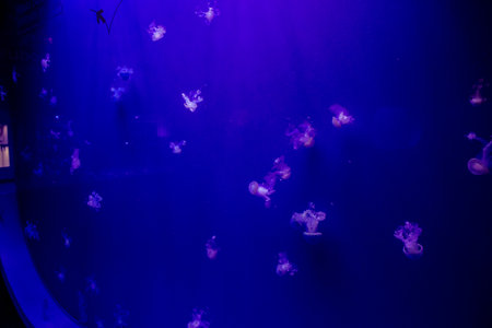 Seville, Spain - August 13, 2022 Modern aquarium of Seville with a wide variety of marine species, touch tanks and a bull shark tunnel, Aquatic life from all the Oceans of the world are found thereの写真素材