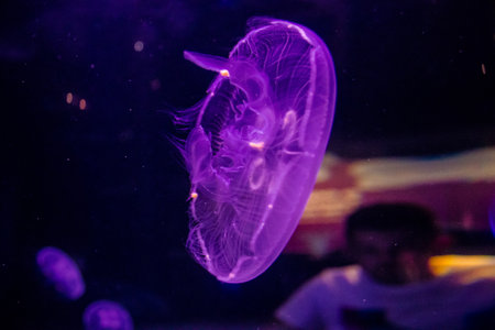 Seville, Spain - August 13, 2022 Modern aquarium of Seville with a wide variety of marine species, touch tanks and a bull shark tunnel, Aquatic life from all the Oceans of the world are found thereの写真素材