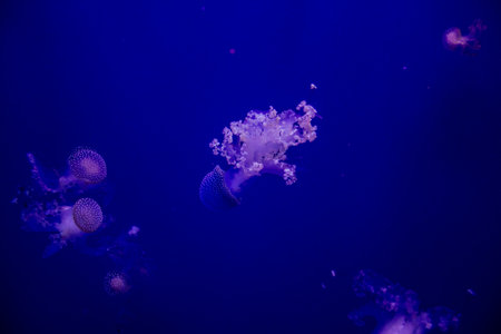 Seville, Spain - August 13, 2022 Modern aquarium of Seville with a wide variety of marine species, touch tanks and a bull shark tunnel, Aquatic life from all the Oceans of the world are found thereの写真素材