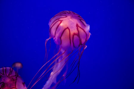 Seville, Spain - August 13, 2022 Modern aquarium of Seville with a wide variety of marine species, touch tanks and a bull shark tunnel, Aquatic life from all the Oceans of the world are found thereの写真素材