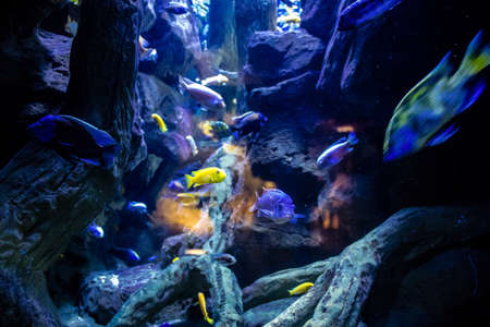 Seville, Spain - August 13, 2022 Modern aquarium of Seville with a wide variety of marine species,...