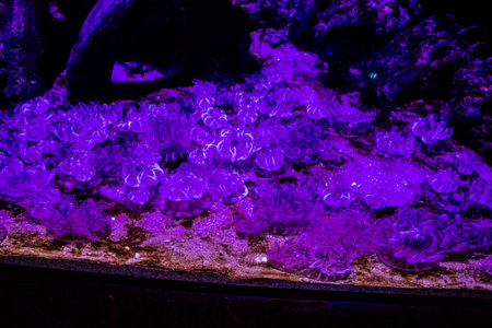 Seville, Spain - August 13, 2022 Modern aquarium of Seville with a wide variety of marine species, touch tanks and a bull shark tunnel, Aquatic life from all the Oceans of the world are found thereの写真素材