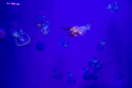 Seville, Spain - August 13, 2022 Modern aquarium of Seville with a wide variety of marine species,...