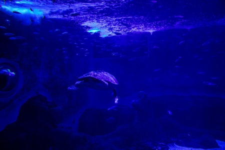 Seville, Spain - August 13, 2022 Modern aquarium of Seville with a wide variety of marine species, touch tanks and a bull shark tunnel, Aquatic life from all the Oceans of the world are found thereの写真素材