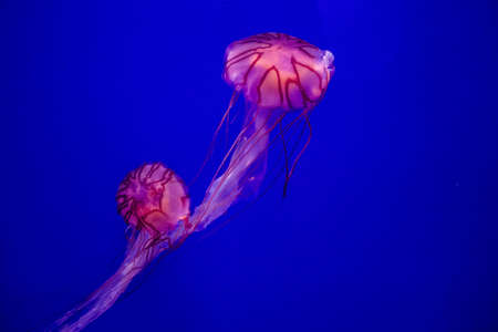 Seville, Spain - August 13, 2022 Modern aquarium of Seville with a wide variety of marine species, touch tanks and a bull shark tunnel, Aquatic life from all the Oceans of the world are found thereの写真素材