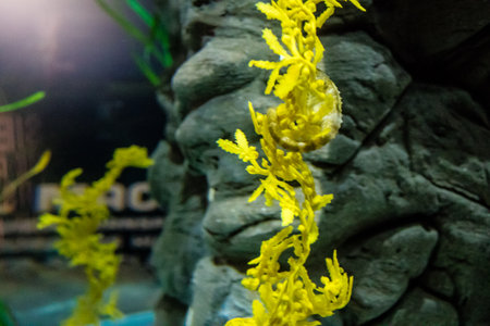 Seville, Spain - August 13, 2022 Modern aquarium of Seville with a wide variety of marine species,...