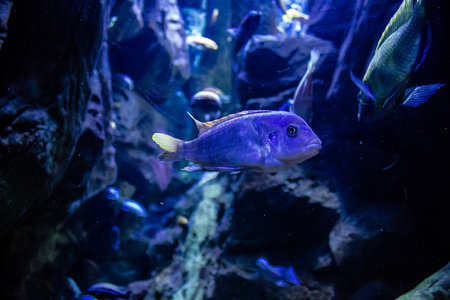 Seville, Spain - August 13, 2022 Modern aquarium of Seville with a wide variety of marine species, touch tanks and a bull shark tunnel, Aquatic life from all the Oceans of the world are found thereの写真素材