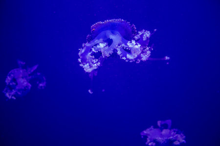 Seville, Spain - August 13, 2022 Modern aquarium of Seville with a wide variety of marine species,...