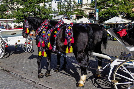 Krakow, Poland - October 08, 2022 Horse drawn carriage rides have become one of the main attractions in Krakow. Their very beautiful horse drawn carriages will take you around the city centerのeditorial素材