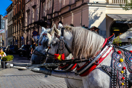 Krakow, Poland - October 08, 2022 Horse drawn carriage rides have become one of the main attractions in Krakow. Their very beautiful horse drawn carriages will take you around the city centerのeditorial素材