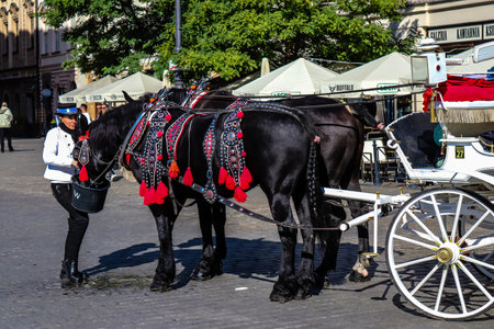 Krakow, Poland - October 08, 2022 Horse drawn carriage rides have become one of the main attractions in Krakow. Their very beautiful horse drawn carriages will take you around the city centerのeditorial素材