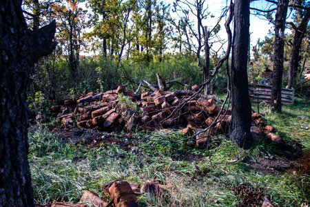 Battlefield near Kherson in Ukraine, after the Russian army has undergone a defeat, the Ukrainian offensive was a success and numerous Russian lossのeditorial素材