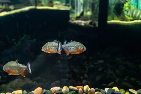 Odessa, Ukraine, July 19, 2024 Modern Odessa Aquarium with a wide variety of marine species and aquatic life from many of the oceans of the world. Despite the war with Russia people come to visit it.の写真素材