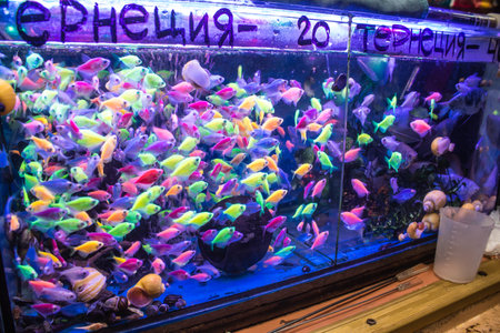 Odessa, Ukraine, July 21, 2024 Aquarium supply sold at the Starokonny market. This market is famous for selling animals including a wide variety of aquarium fish that come from all over the world.の写真素材