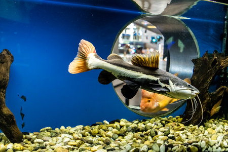 Odessa, Ukraine, July 19, 2024 Modern Odessa Aquarium with a wide variety of marine species and aquatic life from many of the oceans of the world. Despite the war with Russia people come to visit it.のeditorial素材