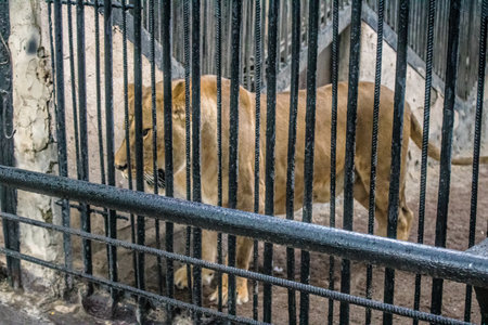 Odesa, Ukraine, July 22, 2024 Odesa Zoo has the status of a nature reserve of national value. Despite the war and the risk of attack on the city, this place remains open and is visited by families.のeditorial素材