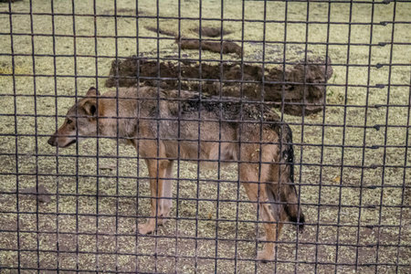 Odesa, Ukraine, July 22, 2024 Odesa Zoo has the status of a nature reserve of national value. Despite the war and the risk of attack on the city, this place remains open and is visited by families.のeditorial素材