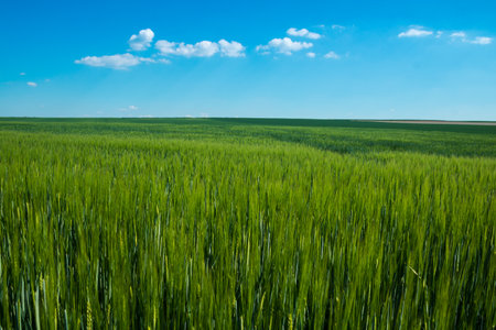 Reims, France - April 30, 2025. Champagne landscape near the city of Reims in France. In spring, the cereal fields in the Champagne plain begin to grow and cover the horizon with an intense green.の写真素材