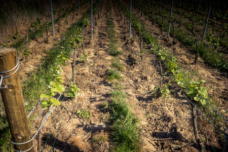 Reims, France - April 30, 2025. Champagne vineyards near Reims. Champagne wines are known worldwide and are unique because they only grow in this region of France. In spring, the leaves begin to grow.の写真素材