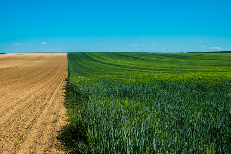 Reims, France - April 30, 2025. Champagne landscape near the city of Reims in France. In spring, the cereal fields in the Champagne plain begin to grow and cover the horizon with an intense green.の写真素材