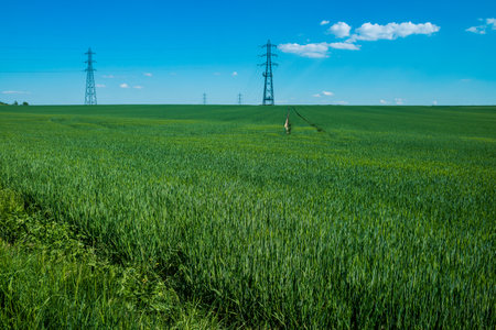 Reims, France - April 30, 2025. Landscape near the city of Reims in France. In spring, the cereal fields in the Champagne plain begin to grow and cover the horizon with an intense green.の写真素材