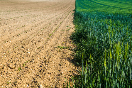 Reims, France - April 30, 2025. Landscape near the city of Reims in France. In spring, the cereal fields in the Champagne plain begin to grow and cover the horizon with an intense green.の写真素材