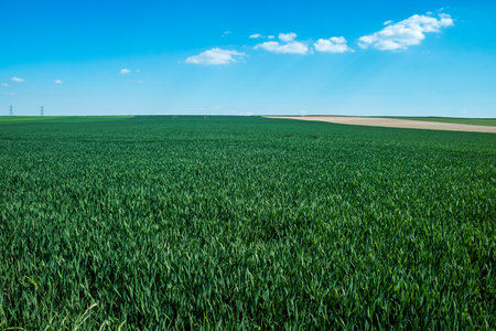 Reims, France - April 30, 2025. Champagne landscape near the city of Reims in France. In spring, the cereal fields in the Champagne plain begin to grow and cover the horizon with an intense green.の写真素材