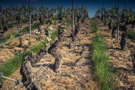 Reims, France - April 30, 2025. Champagne vineyards near Reims. Champagne wines are known worldwide and are unique because they only grow in this region of France. In spring, the leaves begin to grow.の写真素材