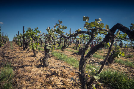 Reims, France - April 30, 2025. Vineyards near Reims. Wines from this region are known worldwide and are unique because they only grow in this region of France. In spring, the leaves begin to grow.の写真素材