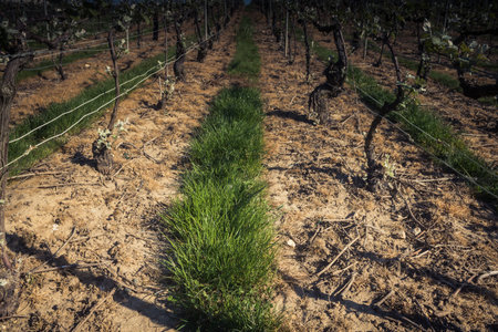 Reims, France - April 30, 2025. Champagne vineyards near Reims. Champagne wines are known worldwide and are unique because they only grow in this region of France. In spring, the leaves begin to grow.の写真素材