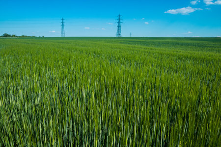 Reims, France - April 30, 2025. Champagne landscape near the city of Reims in France. In spring, the cereal fields in the Champagne plain begin to grow and cover the horizon with an intense green.の写真素材