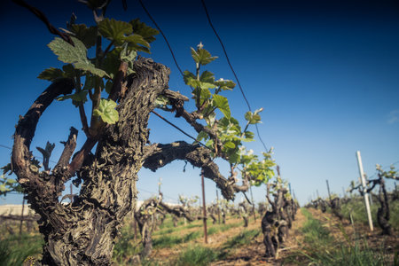 Reims, France - April 30, 2025. Champagne vineyards near Reims. Champagne wines are known worldwide and are unique because they only grow in this region of France. In spring, the leaves begin to grow.の写真素材