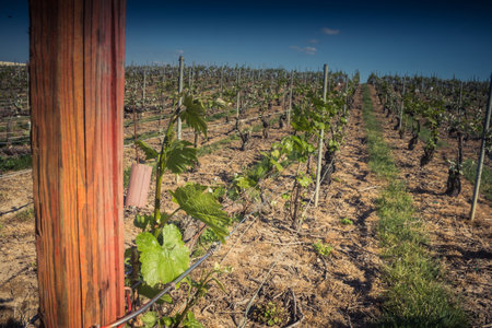 Reims, France - April 30, 2025. Champagne vineyards near Reims. Champagne wines are known worldwide and are unique because they only grow in this region of France. In spring, the leaves begin to grow.の写真素材
