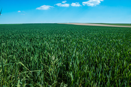 Reims, France - April 30, 2025. Champagne landscape near the city of Reims in France. In spring, the cereal fields in the Champagne plain begin to grow and cover the horizon with an intense green.の写真素材
