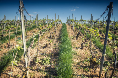 Reims, France - April 30, 2025. Champagne vineyards near Reims. Champagne wines are known worldwide and are unique because they only grow in this region of France. In spring, the leaves begin to grow.の写真素材