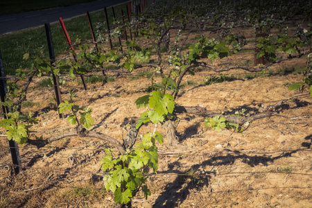 Reims, France - April 30, 2025. Champagne vineyards near Reims. Champagne wines are known worldwide and are unique because they only grow in this region of France. In spring, the leaves begin to grow.の写真素材