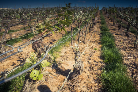 Reims, France - April 30, 2025. Champagne vineyards near Reims. Champagne wines are known worldwide and are unique because they only grow in this region of France. In spring, the leaves begin to grow.の写真素材