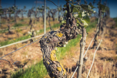 Reims, France - April 30, 2025. Champagne vineyards near Reims. Champagne wines are known worldwide and are unique because they only grow in this region of France. In spring, the leaves begin to grow.の写真素材