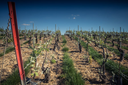 Reims, France - April 30, 2025. Champagne vineyards near Reims. Champagne wines are known worldwide and are unique because they only grow in this region of France. In spring, the leaves begin to grow.の写真素材