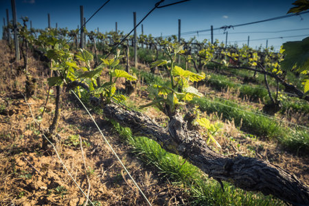 Reims, France - April 30, 2025. Champagne vineyards near Reims. Champagne wines are known worldwide and are unique because they only grow in this region of France. In spring, the leaves begin to grow.の写真素材