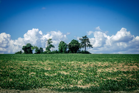 Reims, France, May 14, 2025. Champagne landscape near the city of Reims in France. In spring, the cereal fields in the Champagne plain begin to grow and cover the horizon with an intense green.の写真素材
