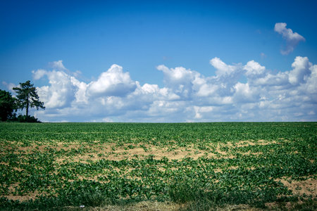 Reims, France, May 14, 2025. Champagne landscape near the city of Reims in France. In spring, the cereal fields in the Champagne plain begin to grow and cover the horizon with an intense green.の写真素材
