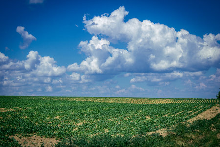 Reims, France, May 14, 2025. Champagne landscape near the city of Reims in France. In spring, the cereal fields in the Champagne plain begin to grow and cover the horizon with an intense green.の写真素材