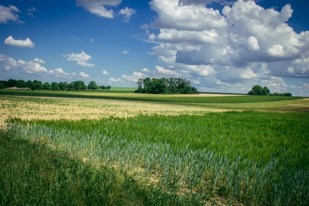 Reims, France, May 14, 2025. Champagne landscape near the city of Reims in France. In spring, the cereal fields in the Champagne plain begin to grow and cover the horizon with an intense green.の写真素材