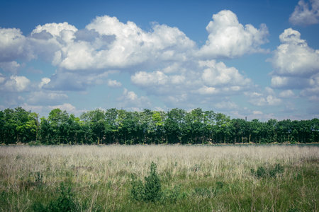 Reims, France, May 14, 2025. Landscape near the city of Reims in France. In spring, the cereal fields in the Champagne plain begin to grow and cover the horizon with an intense green.の写真素材
