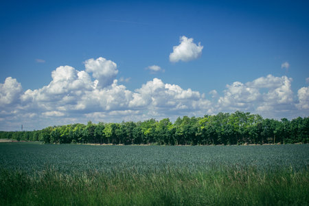 Reims, France, May 14, 2025. Champagne landscape near the city of Reims in France. In spring, the cereal fields in the Champagne plain begin to grow and cover the horizon with an intense green.の写真素材
