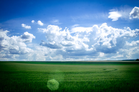Reims, France, May 14, 2025. Champagne landscape near the city of Reims in France. In spring, the cereal fields in the Champagne plain begin to grow and cover the horizon with an intense green.の写真素材