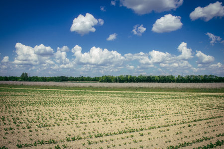 Reims, France, May 14, 2025. Champagne landscape near the city of Reims in France. In spring, the cereal fields in the Champagne plain begin to grow and cover the horizon with an intense green.の写真素材