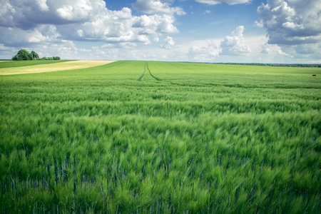 Reims, France, May 14, 2025. Champagne landscape near the city of Reims in France. In spring, the cereal fields in the Champagne plain begin to grow and cover the horizon with an intense green.の写真素材
